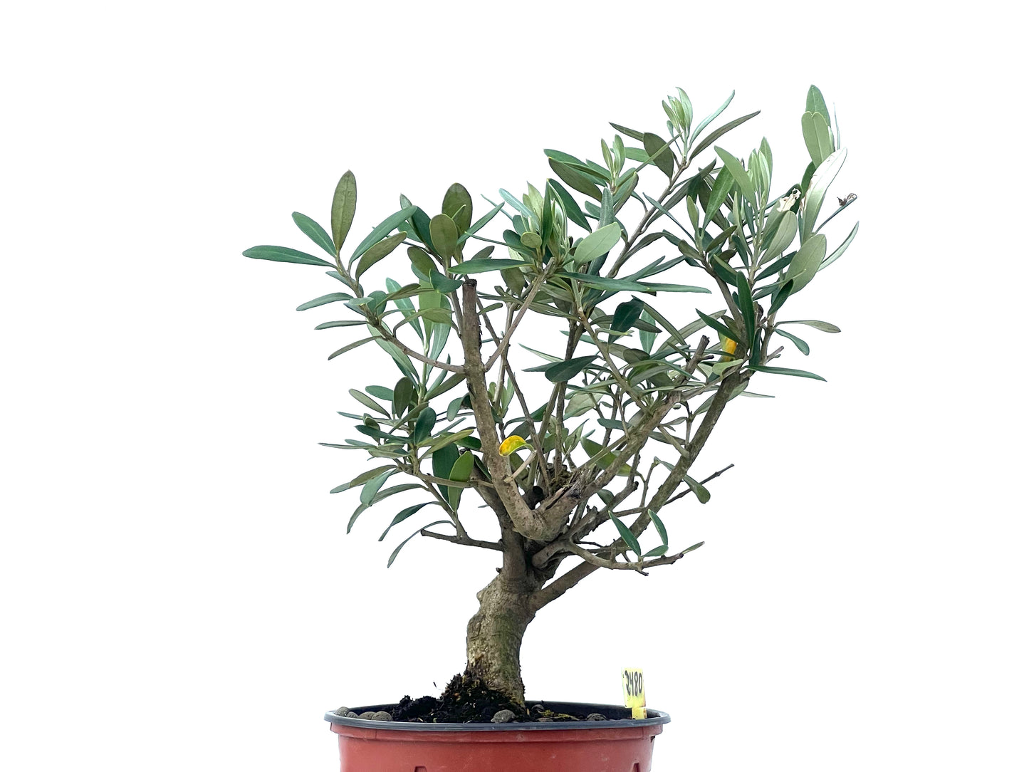 Olea Europaea 2480