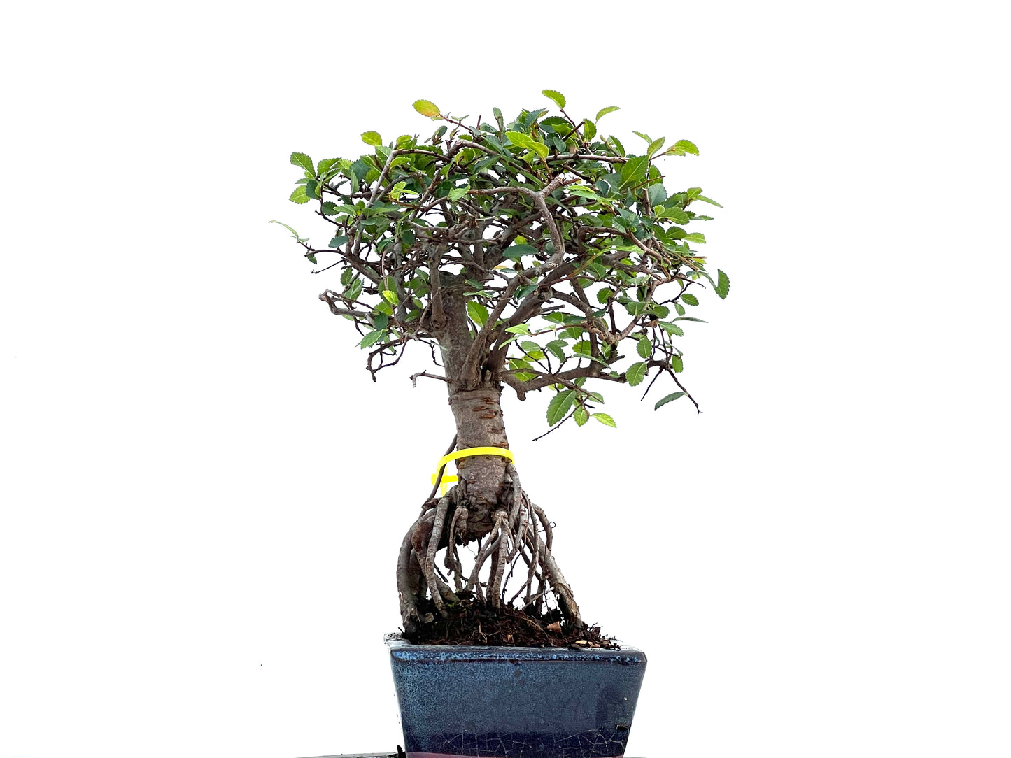 Ulmus Parvifolia 0092