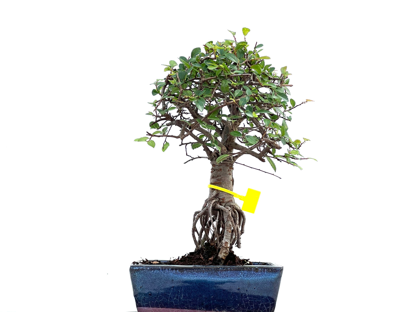 Ulmus Parvifolia 0092