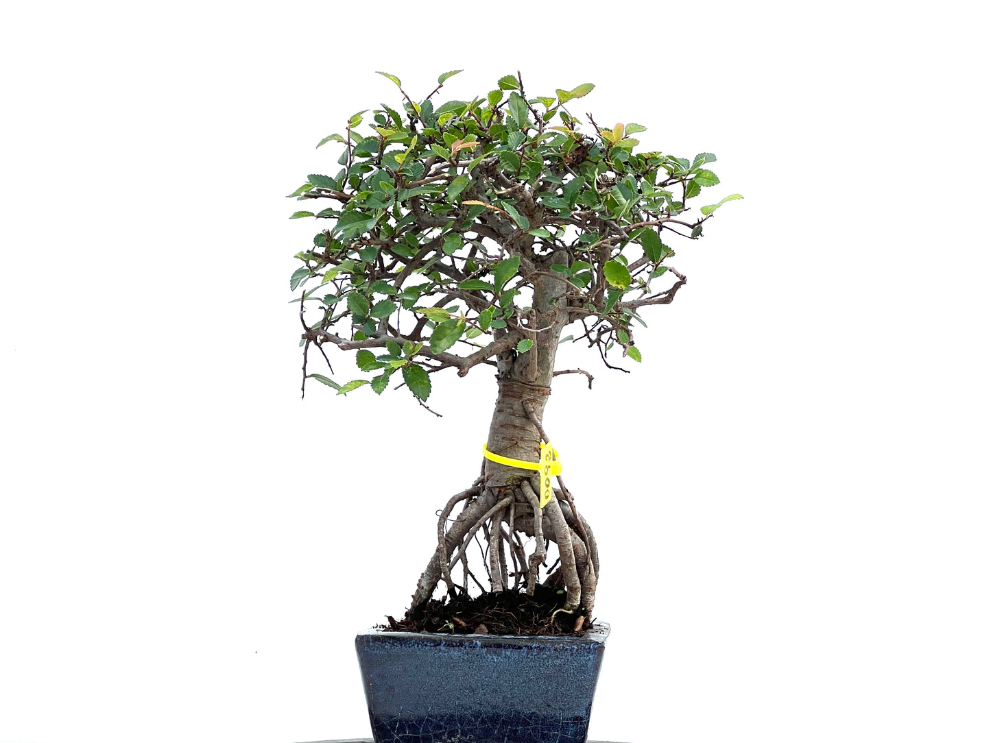 Ulmus Parvifolia 0092