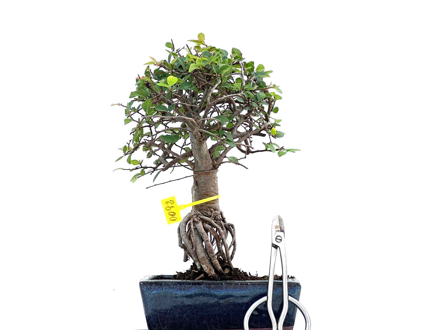 Ulmus Parvifolia 0092