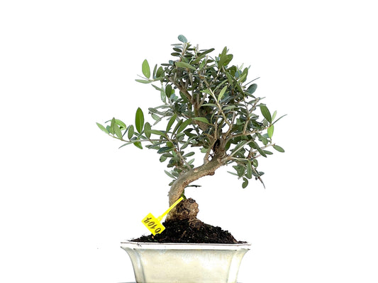 Olea Europaea Sylvestris 0107