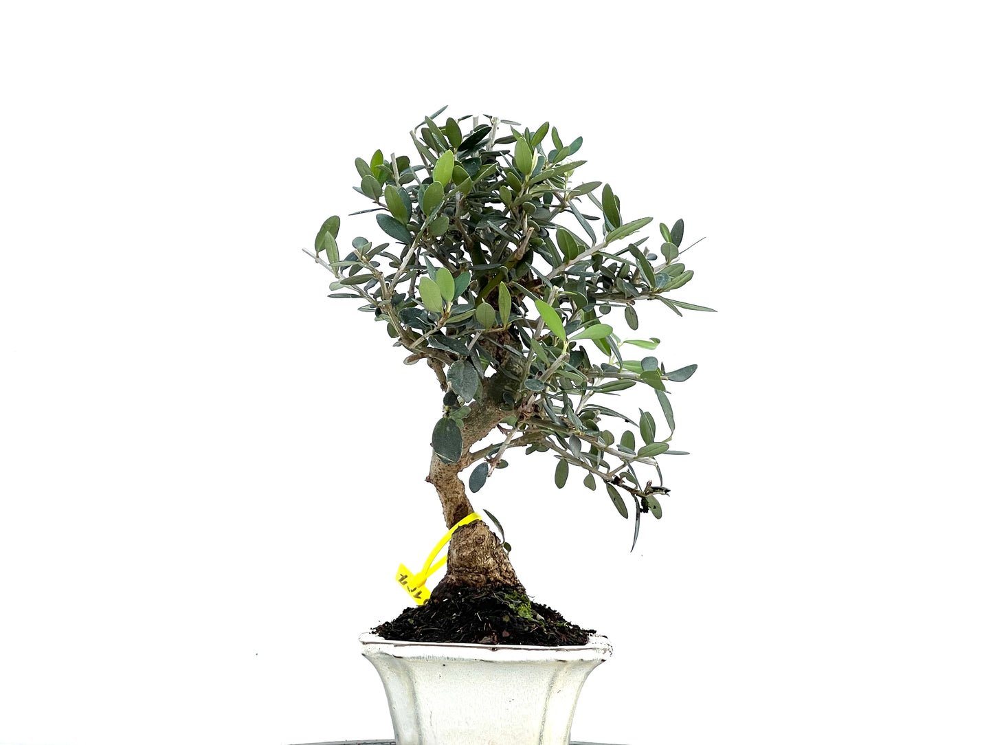 Olea Europaea Sylvestris 0107
