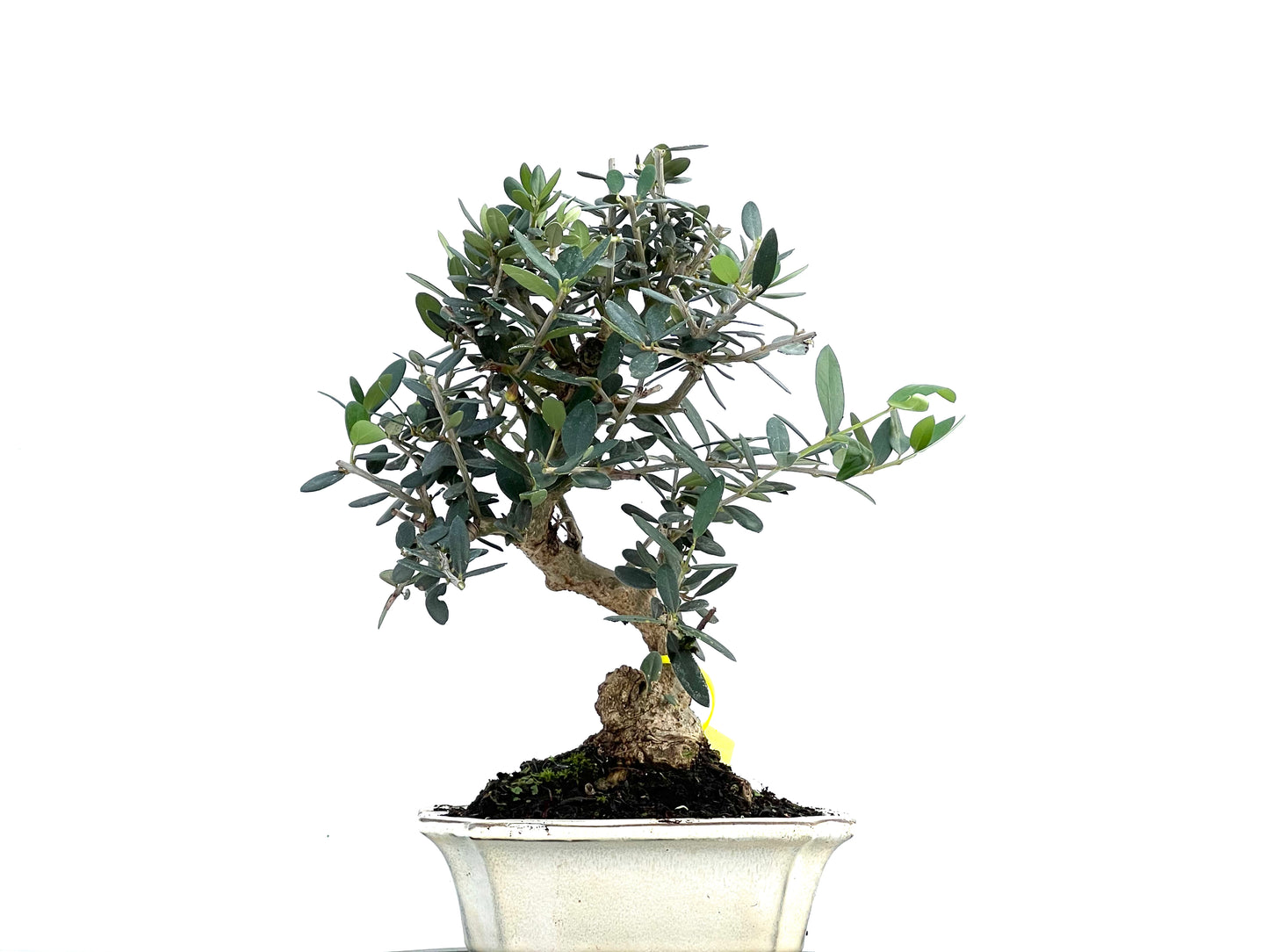 Olea Europaea Sylvestris 0107