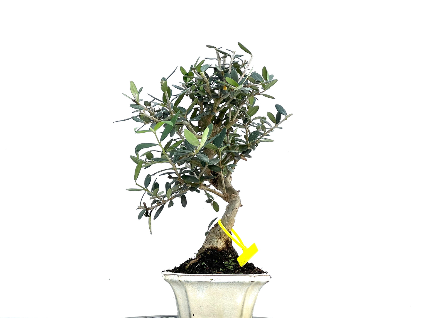 Olea Europaea Sylvestris 0107