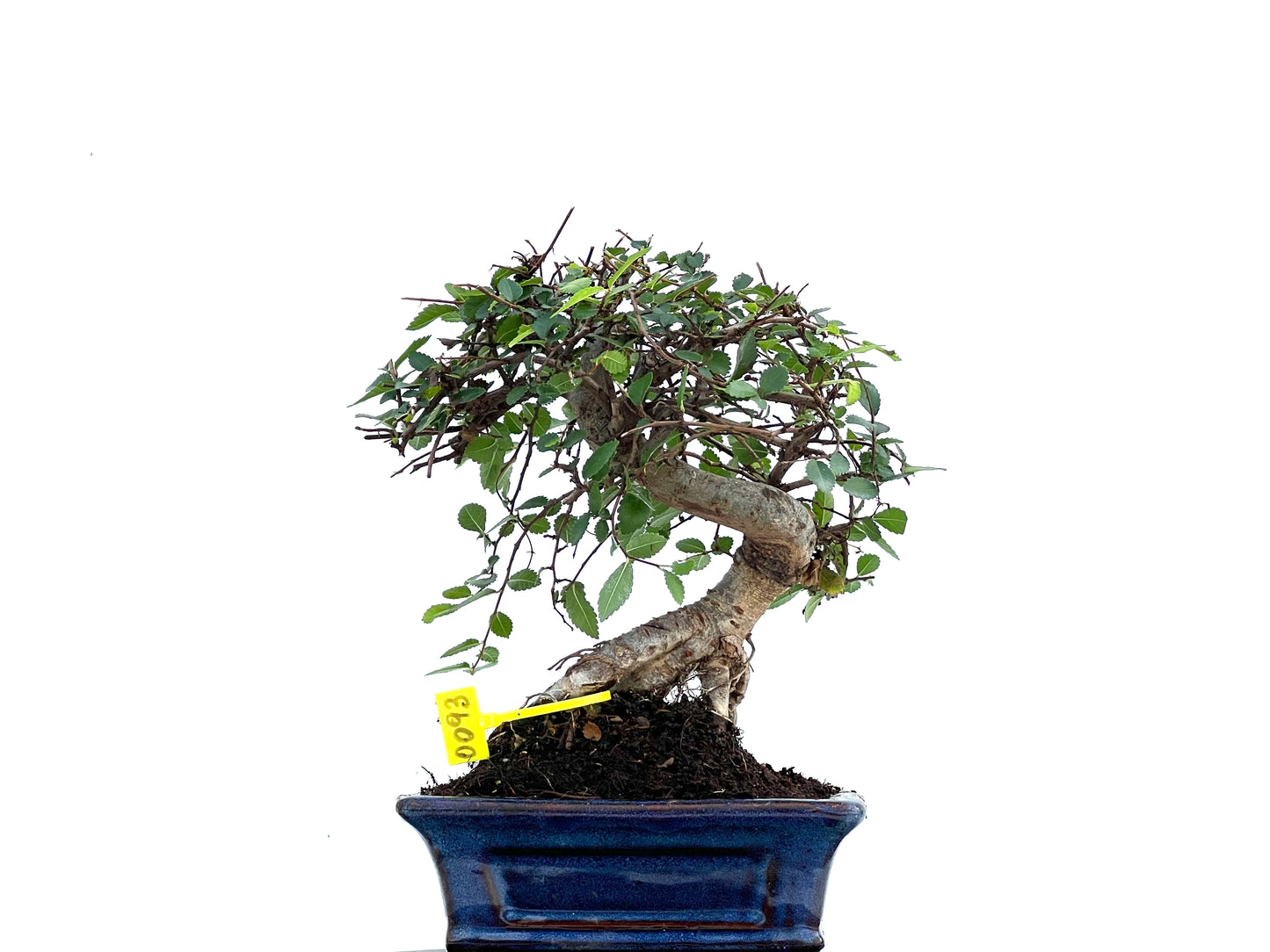 Ulmus Parvifolia 0093