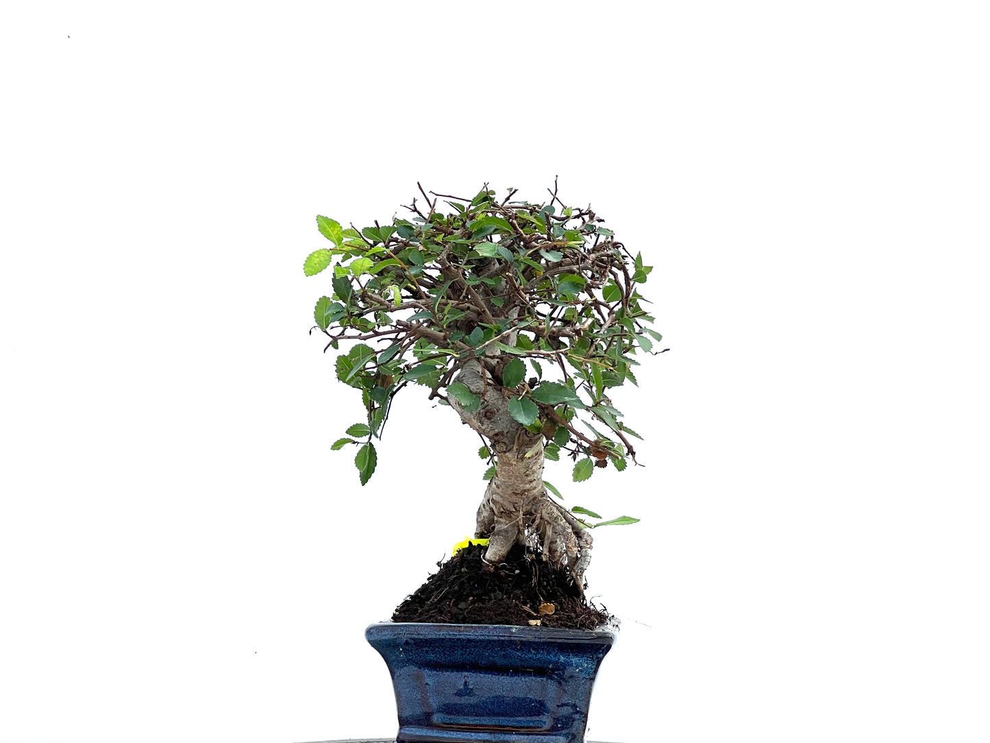 Ulmus Parvifolia 0093