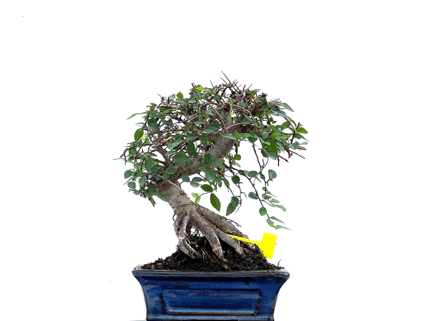 Ulmus Parvifolia 0093