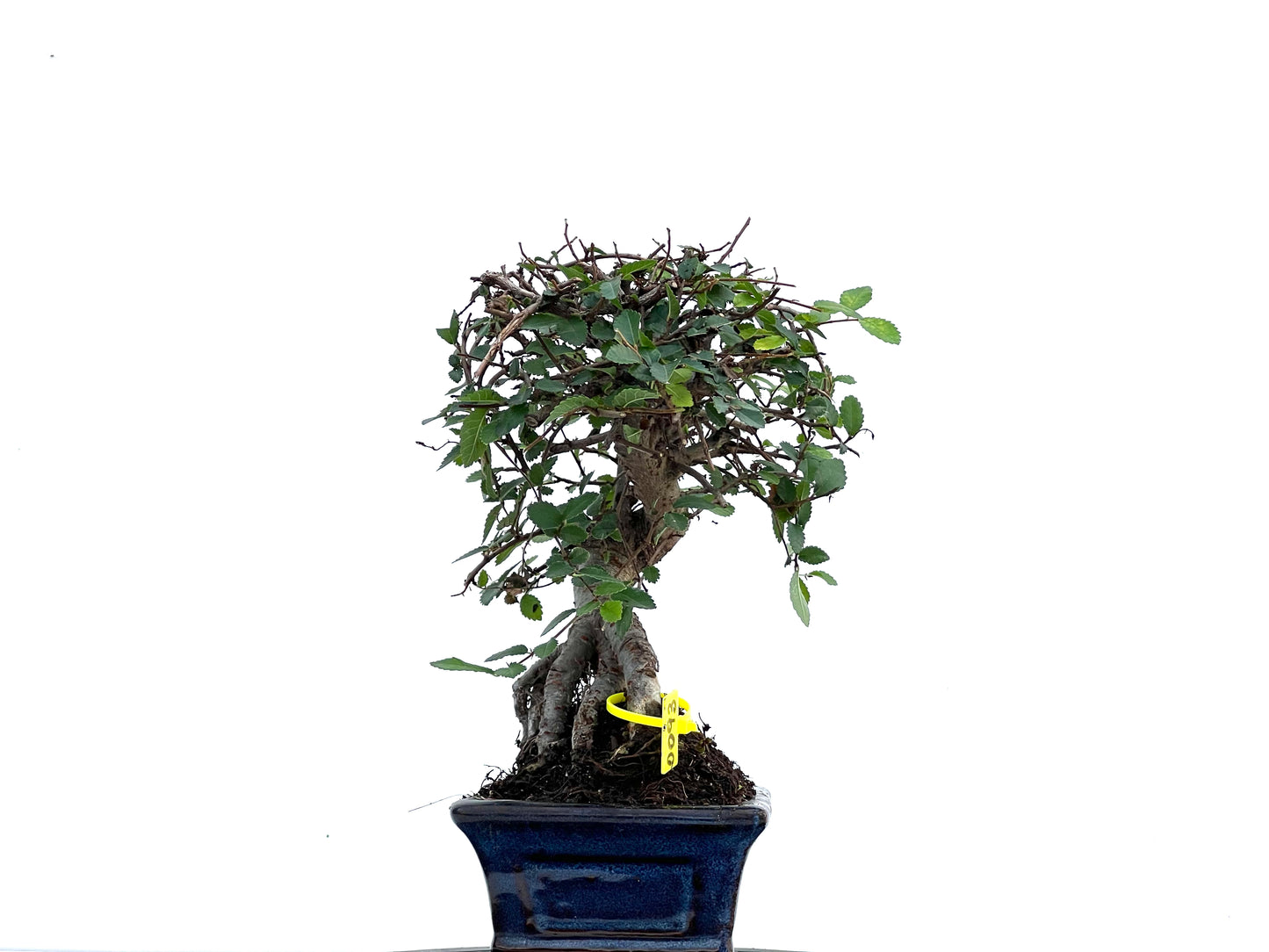 Ulmus Parvifolia 0093