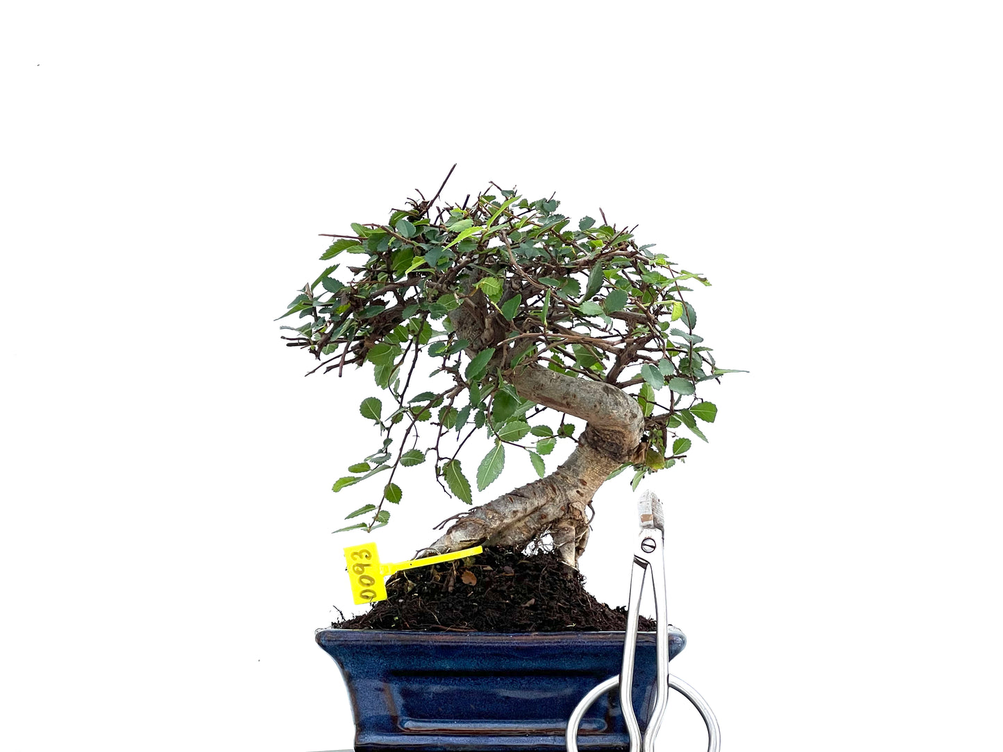Ulmus Parvifolia 0093