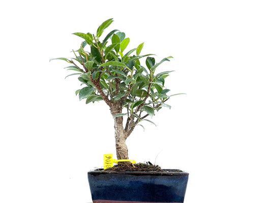 Ficus Tiger Bark 0106