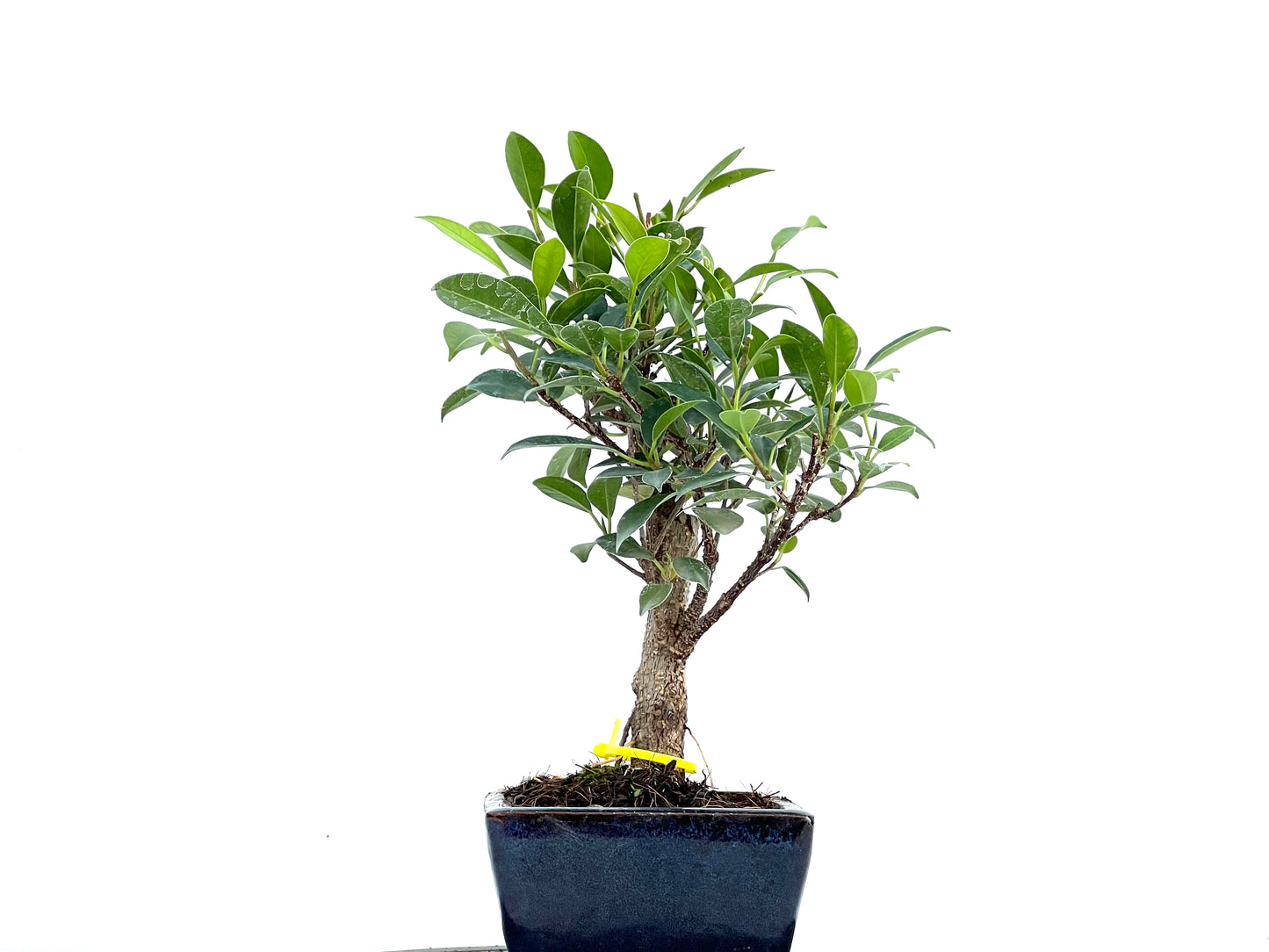 Ficus Tiger Bark 0106