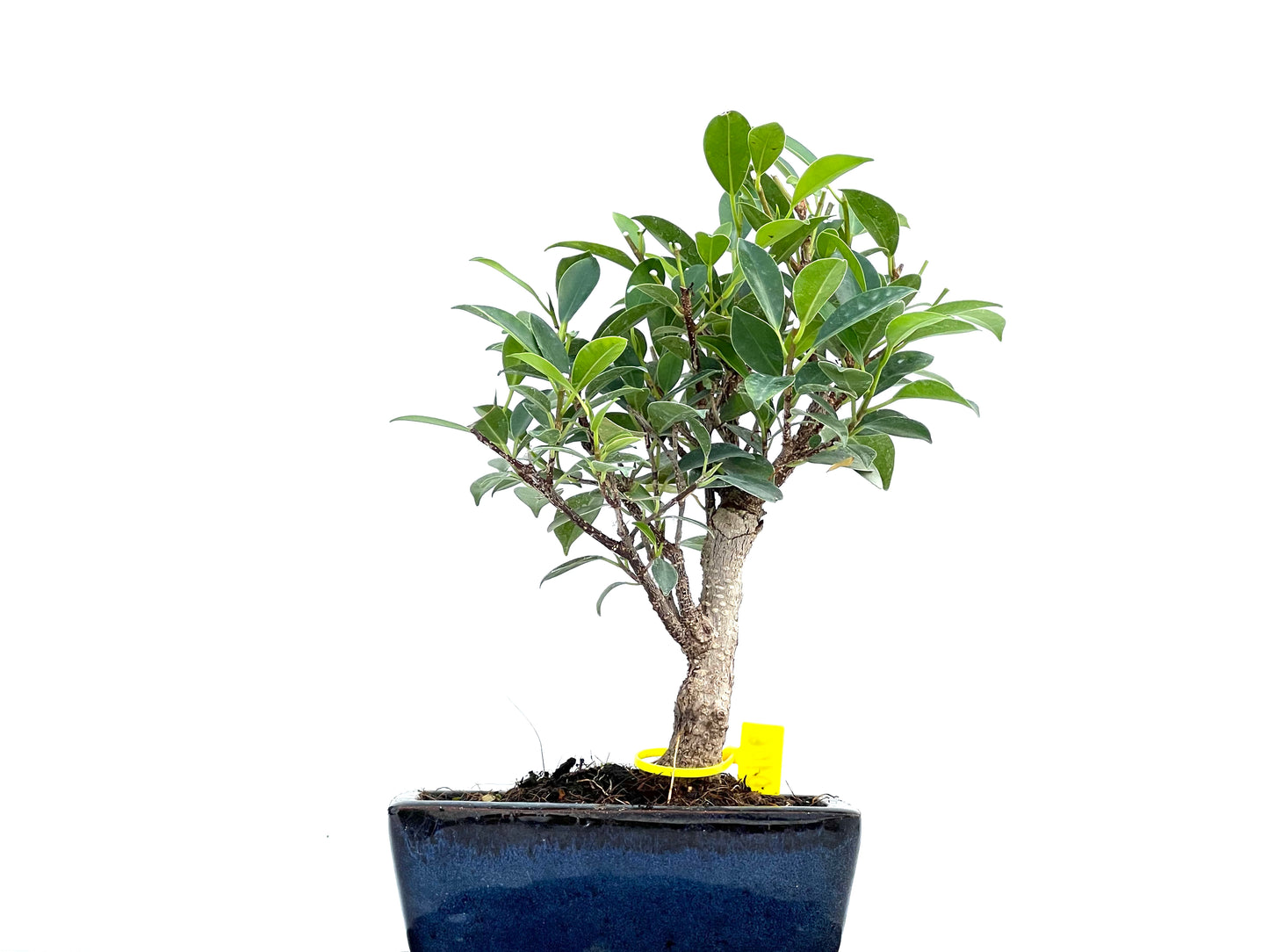 Ficus Tiger Bark 0106