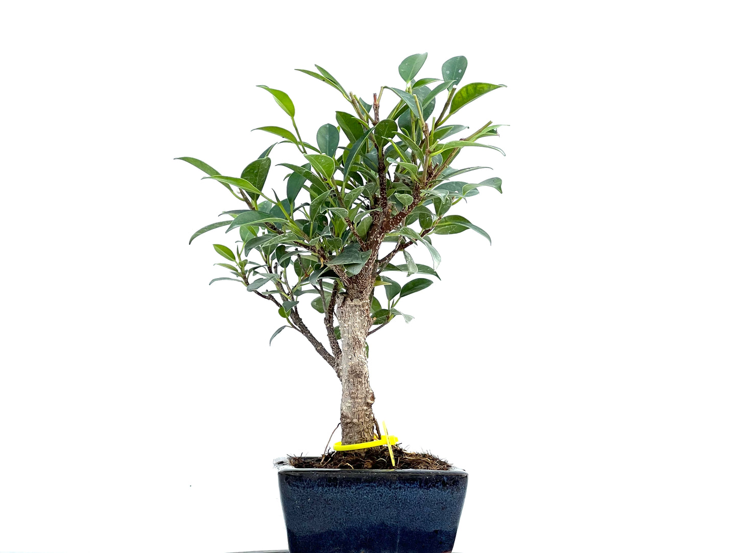 Ficus Tiger Bark 0106