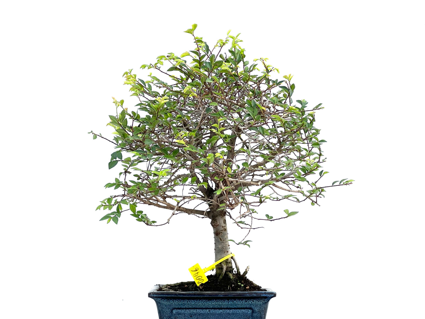 Ulmus Parvifolia 0096