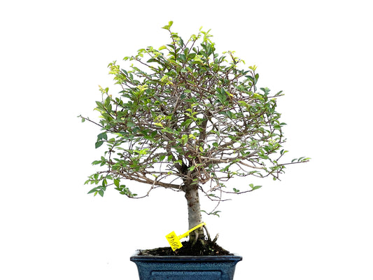 Ulmus Parvifolia 0096