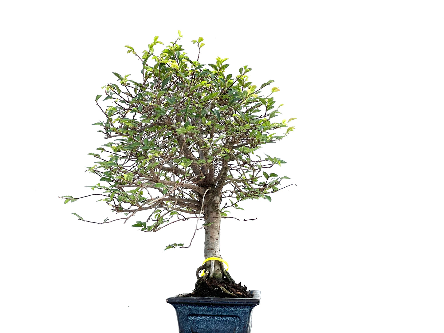 Ulmus Parvifolia 0096