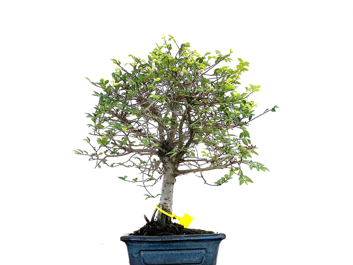 Ulmus Parvifolia 0096
