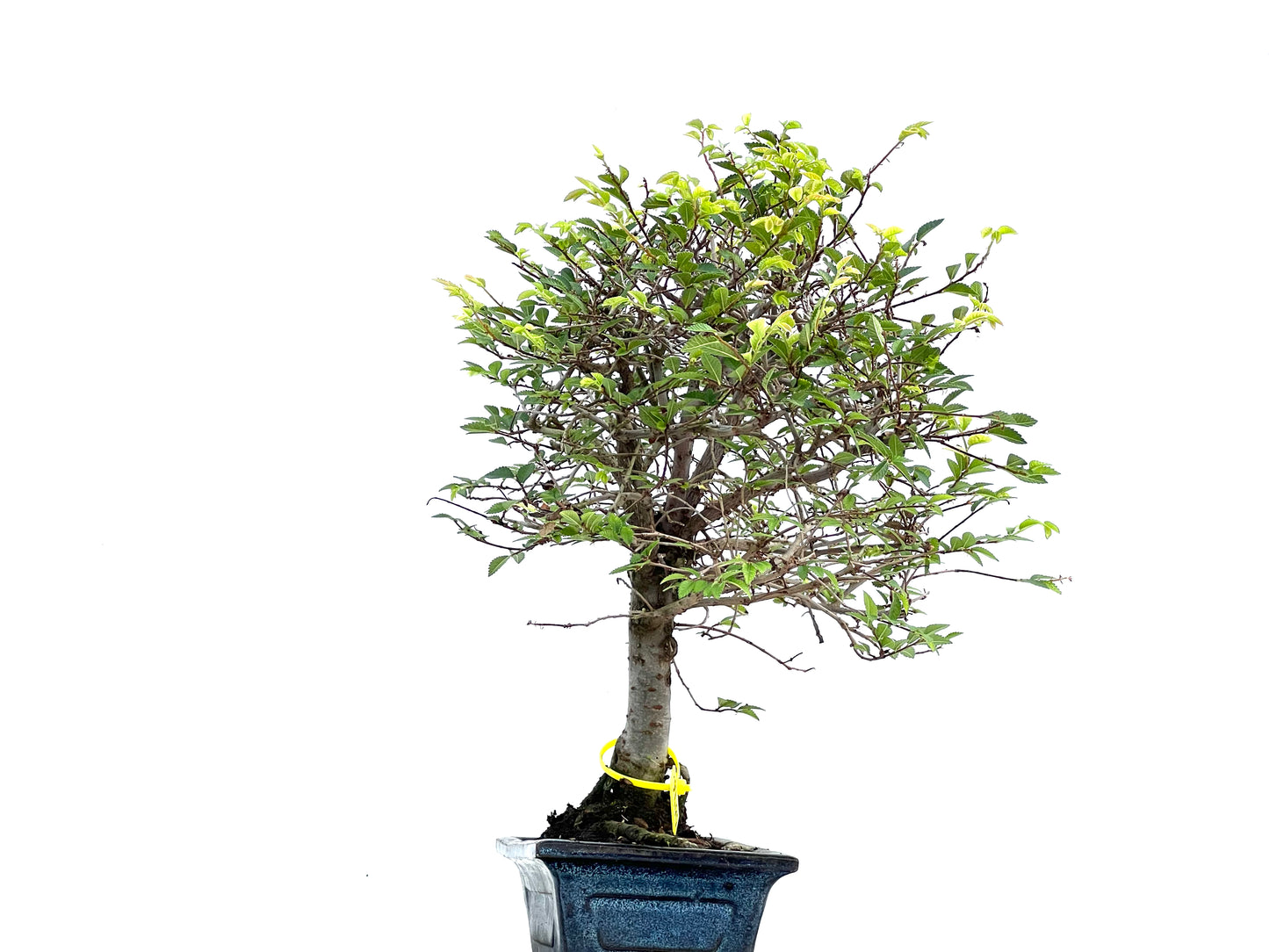 Ulmus Parvifolia 0096