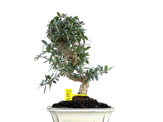 Olea Europaea Sylvestris 0103