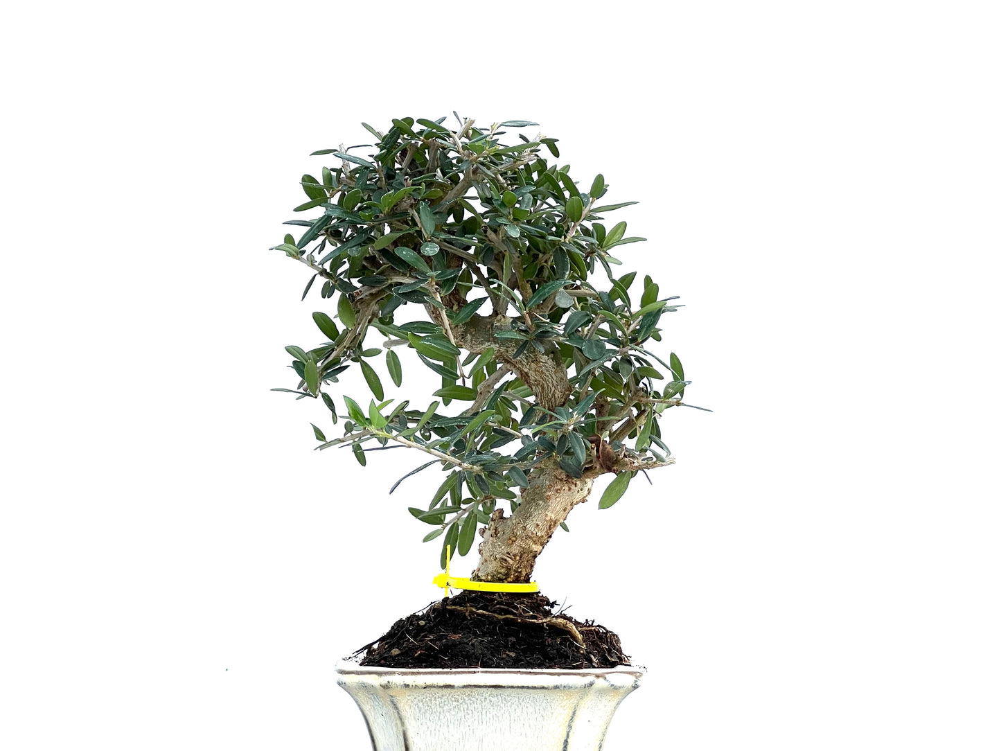 Olea Europaea Sylvestris 0103