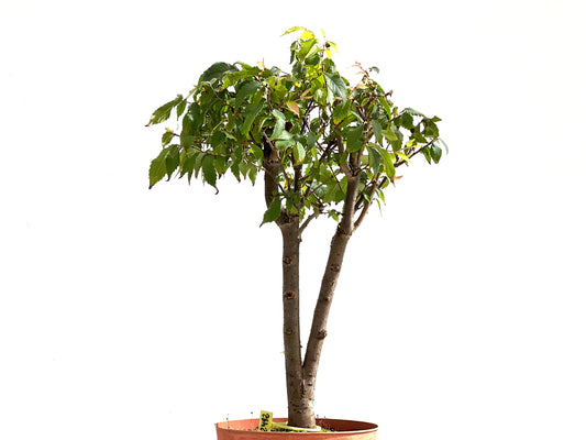 Zelkova Serrata 2492