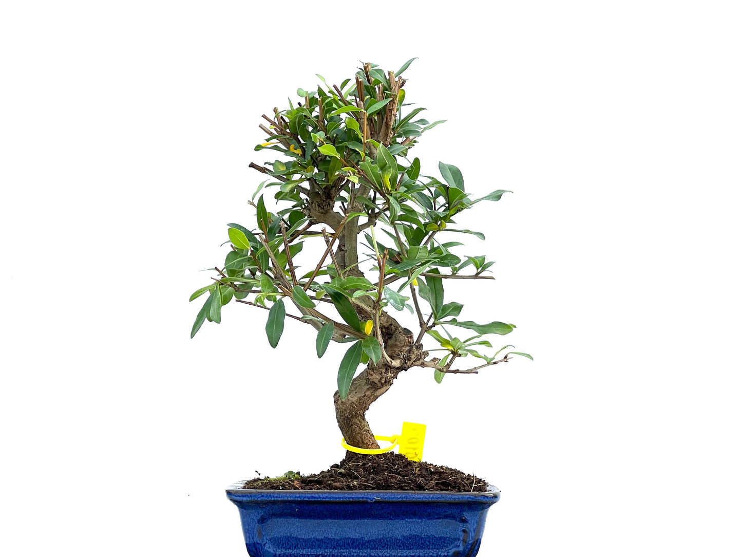 Punica Granatum Nejikan 0104