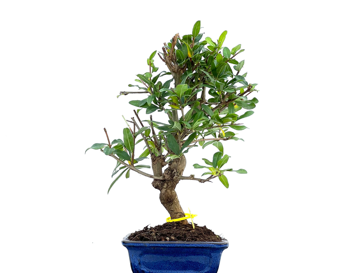 Punica Granatum Nejikan 0104