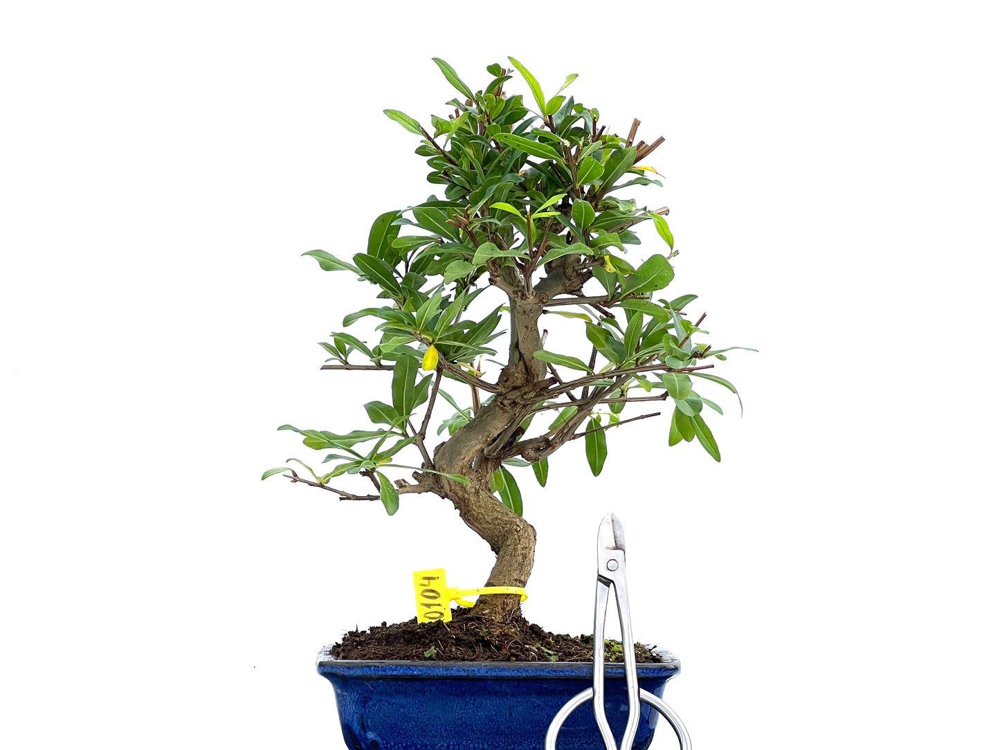 Punica Granatum Nejikan 0104