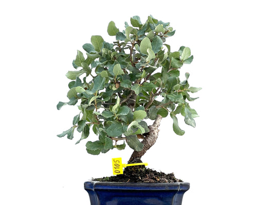 Quercus Suber 0105