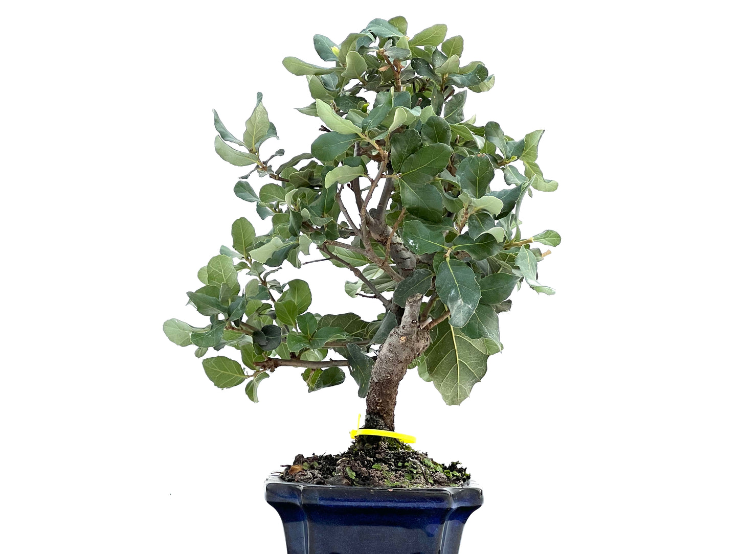 Quercus Suber 0105