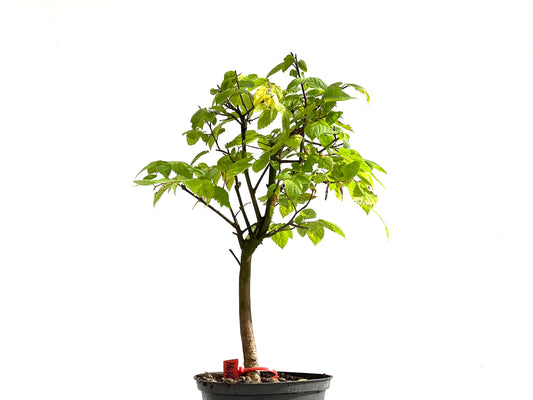 Celtis Australis 2494