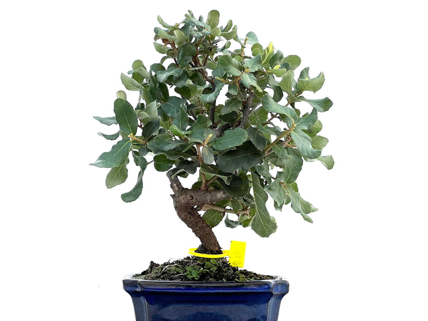 Quercus Suber 0105