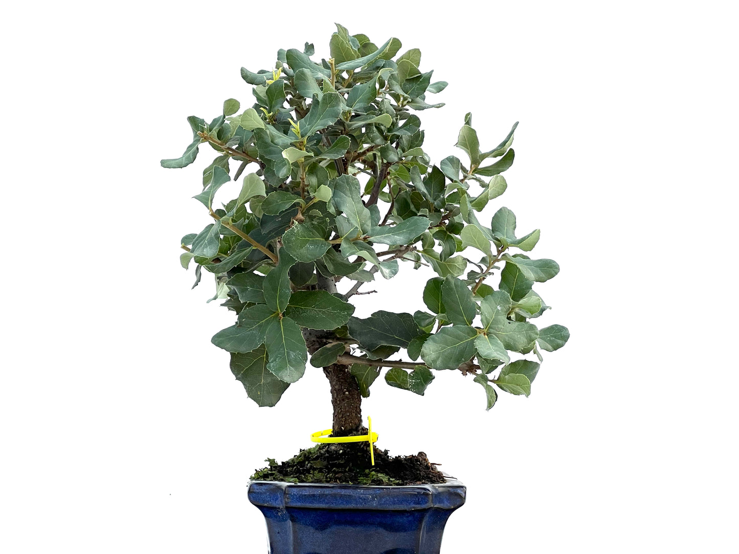Quercus Suber 0105