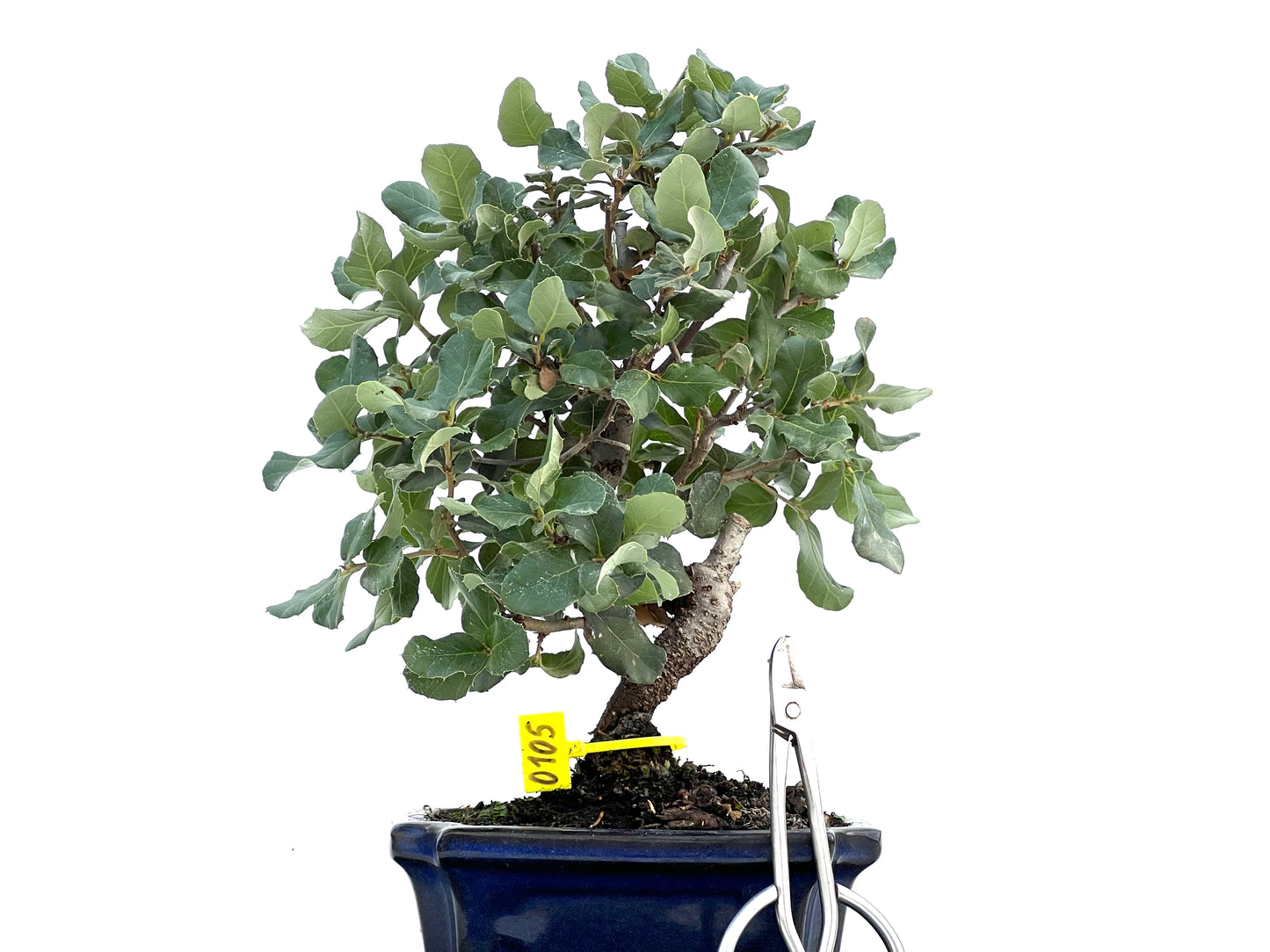 Quercus Suber 0105