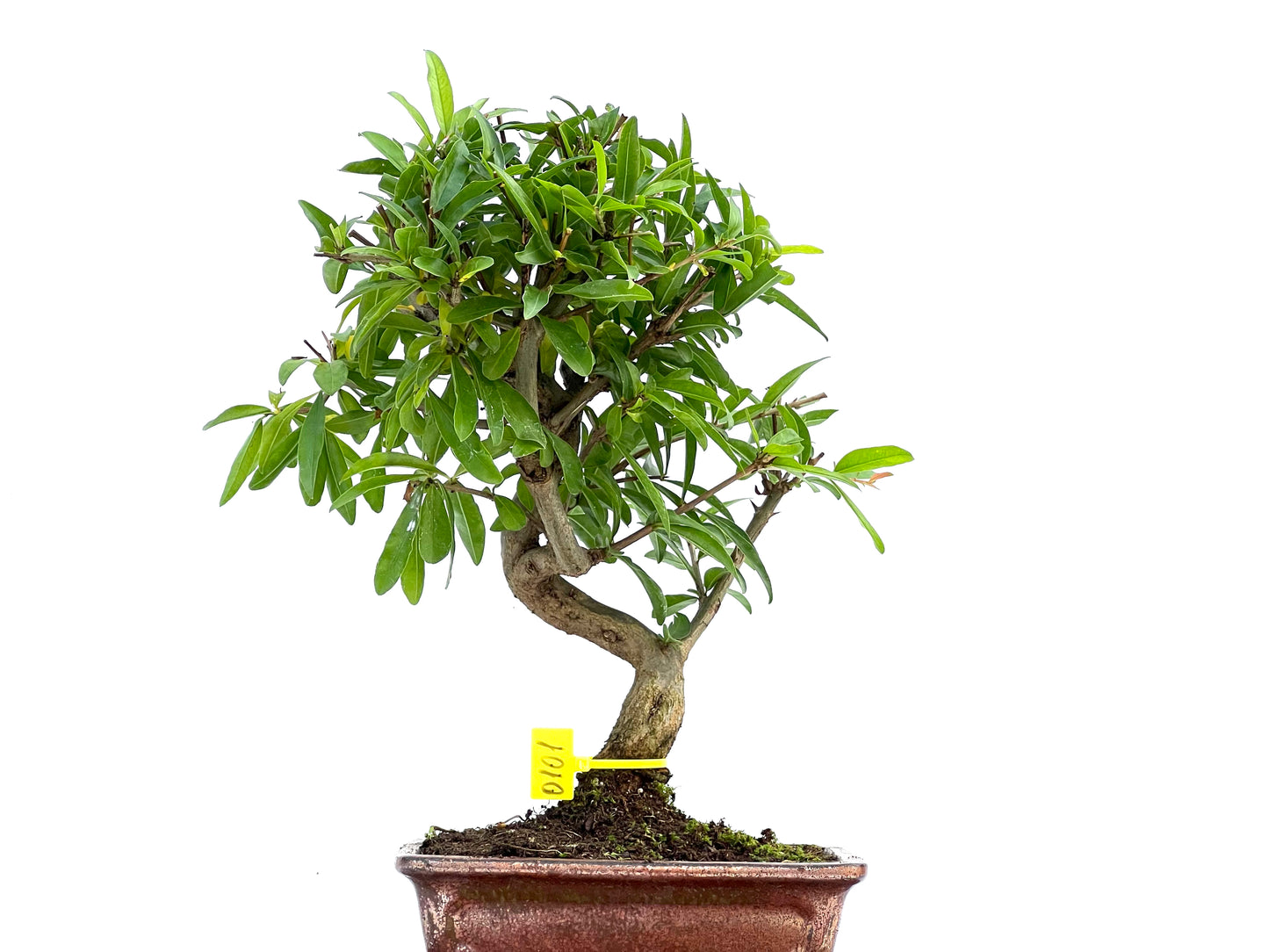 Punica Granatum Nejikan 0101