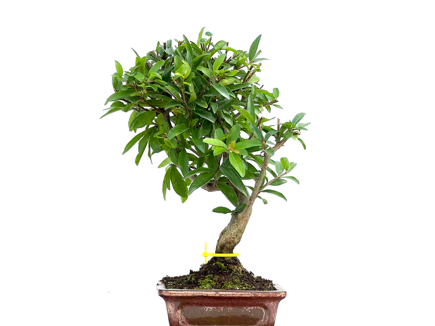 Punica Granatum Nejikan 0101
