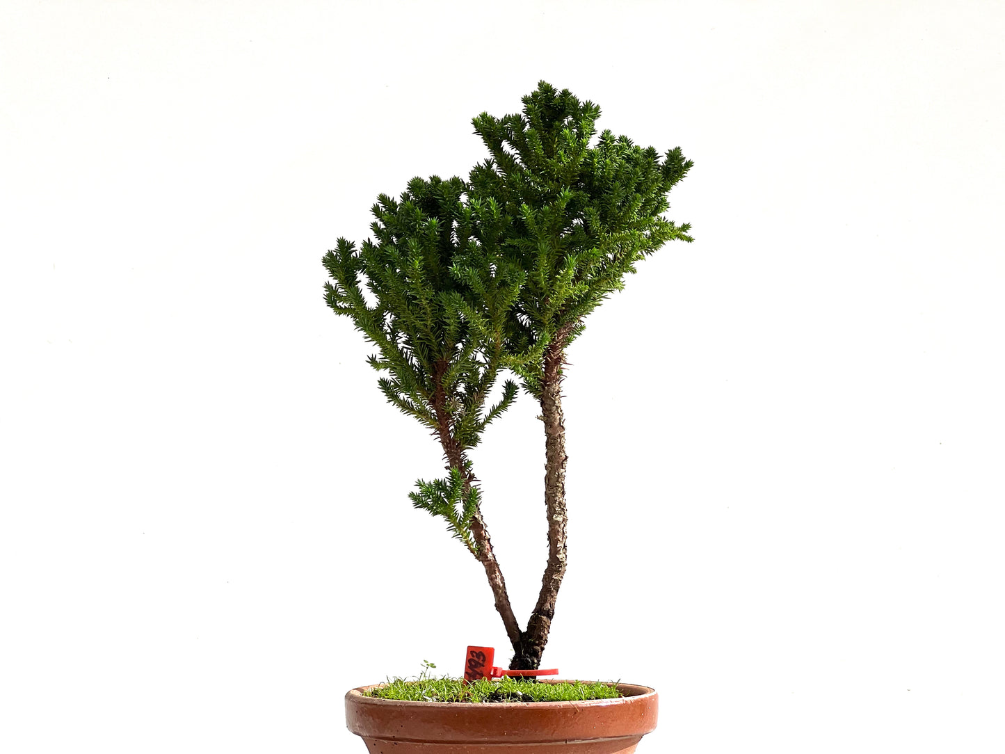 Cryptomeria Japonica 2493