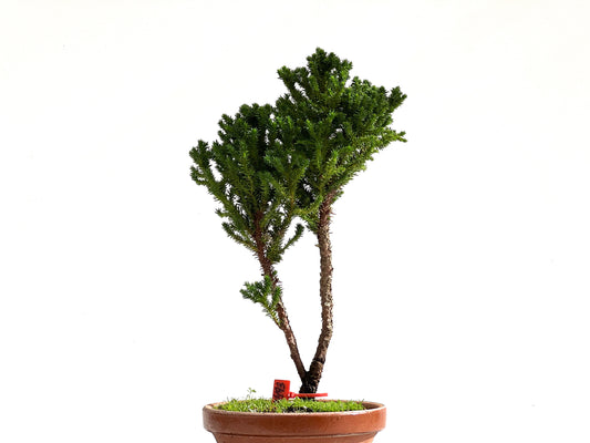 Cryptomeria Japonica 2493