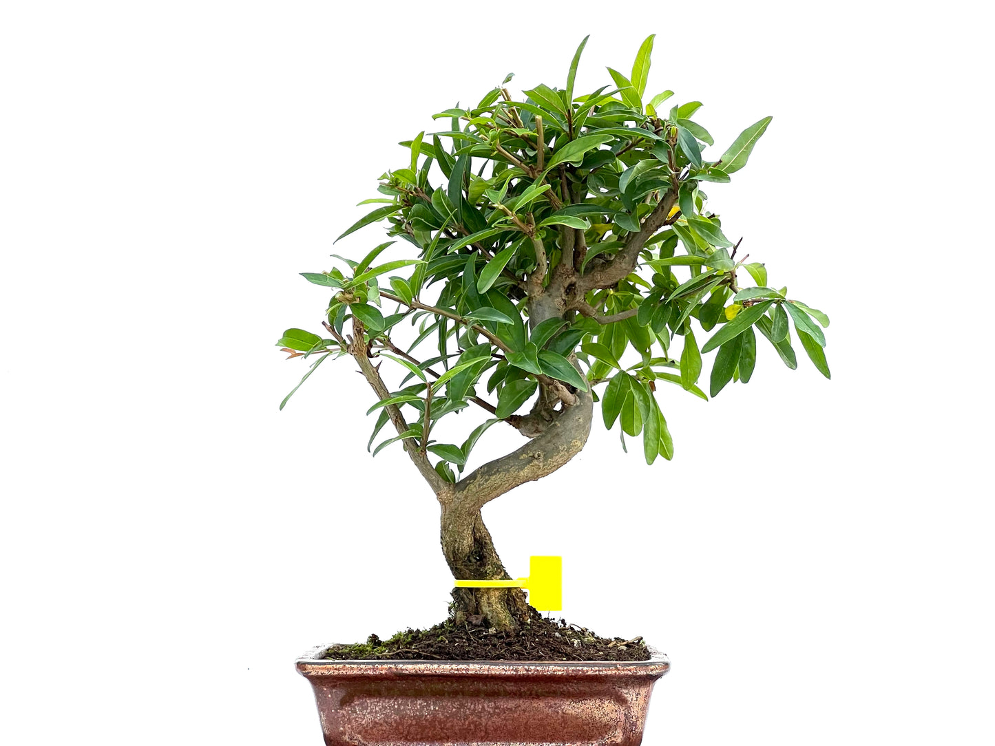 Punica Granatum Nejikan 0101