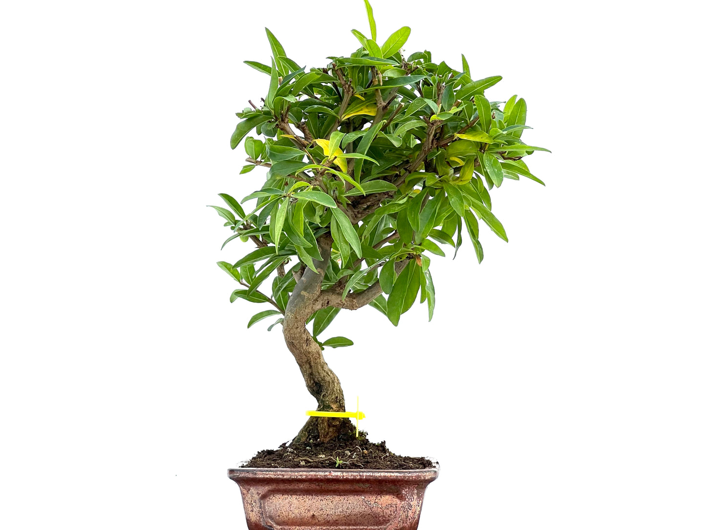 Punica Granatum Nejikan 0101