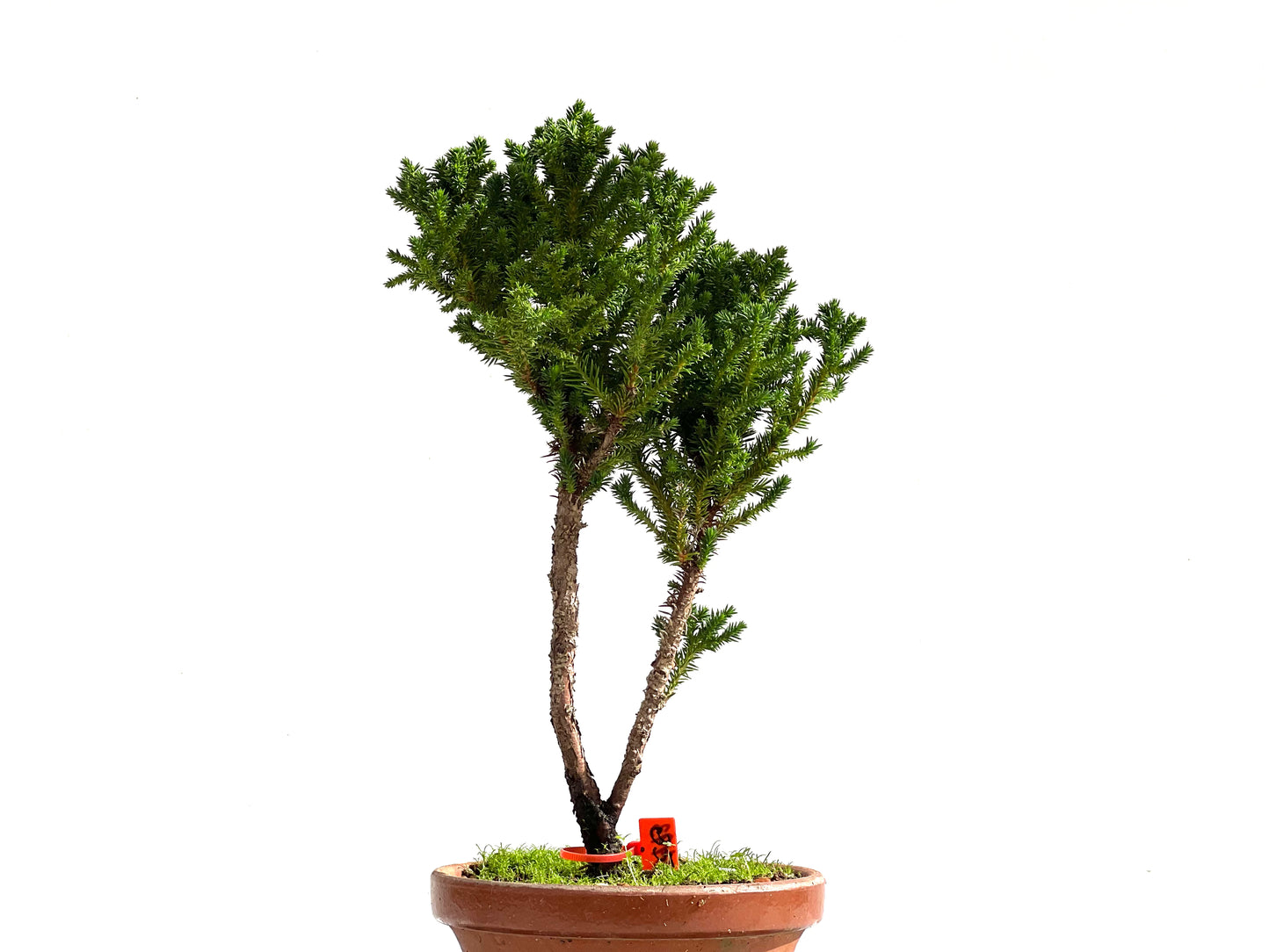 Cryptomeria Japonica 2493