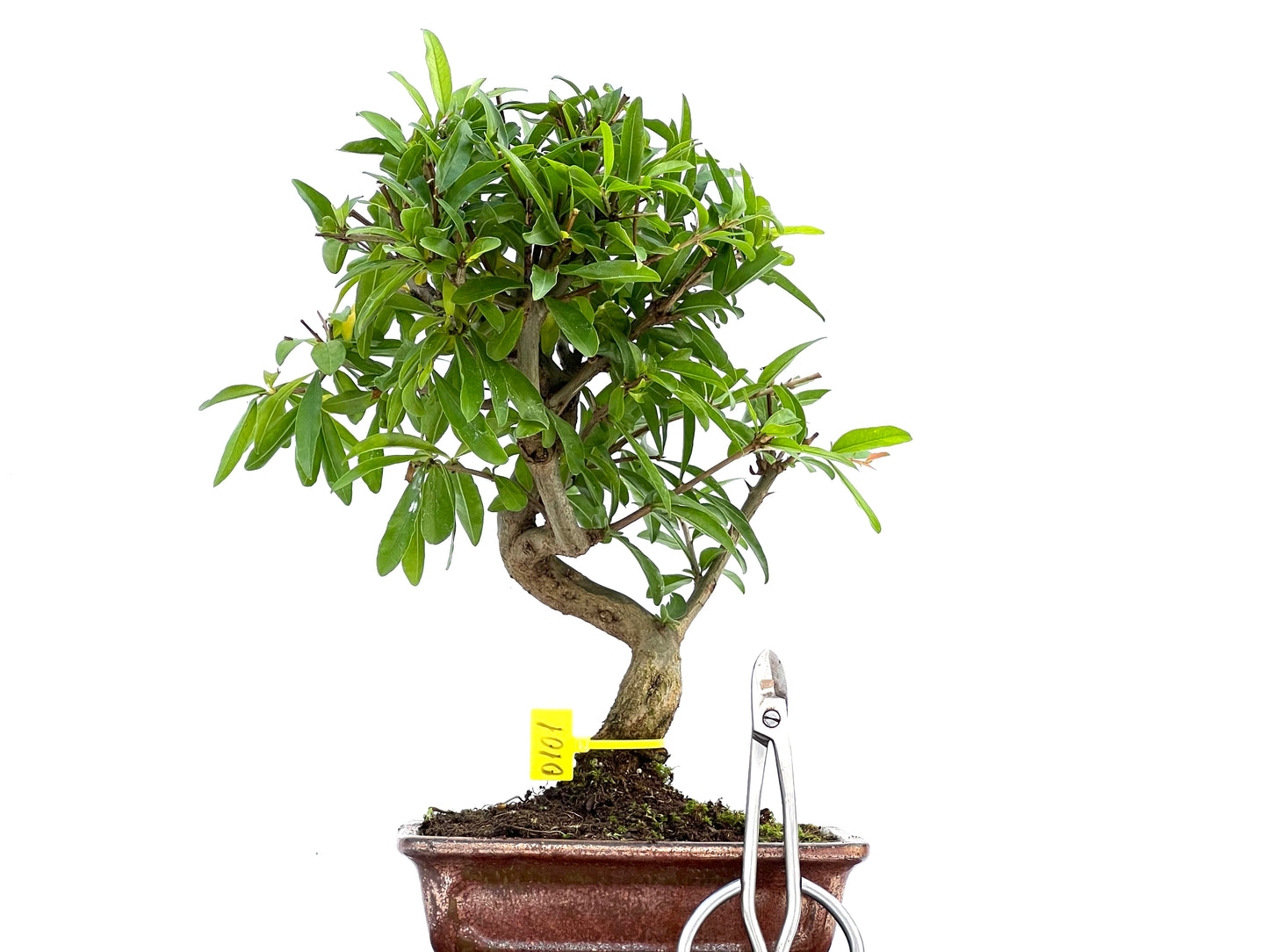 Punica Granatum Nejikan 0101