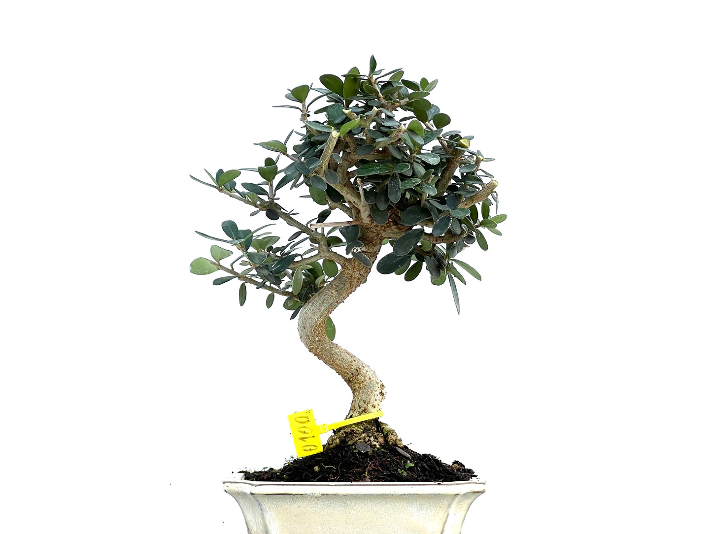 Olea Europaea Sylvestris 0100