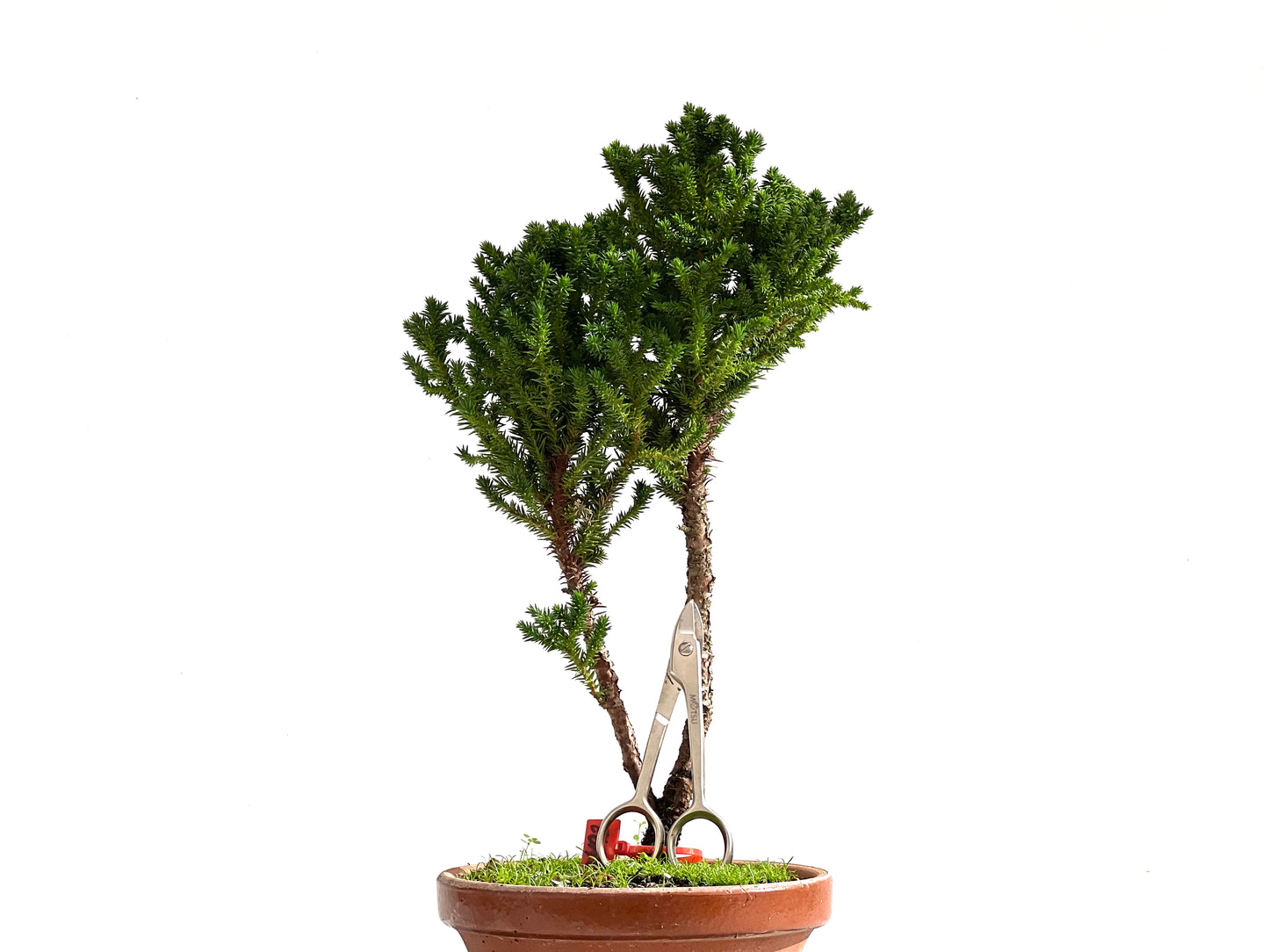 Cryptomeria Japonica 2493