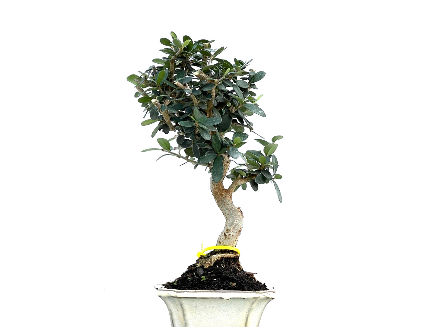 Olea Europaea Sylvestris 0100