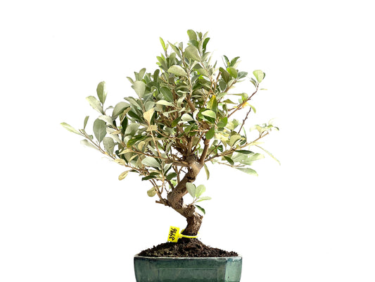 Eleagnus Pungens 2496
