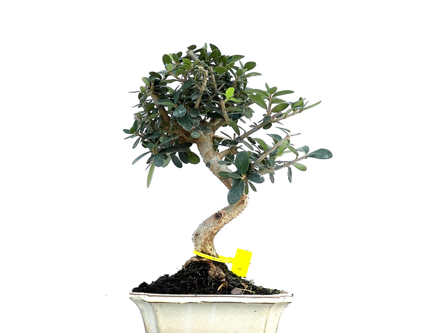 Olea Europaea Sylvestris 0100