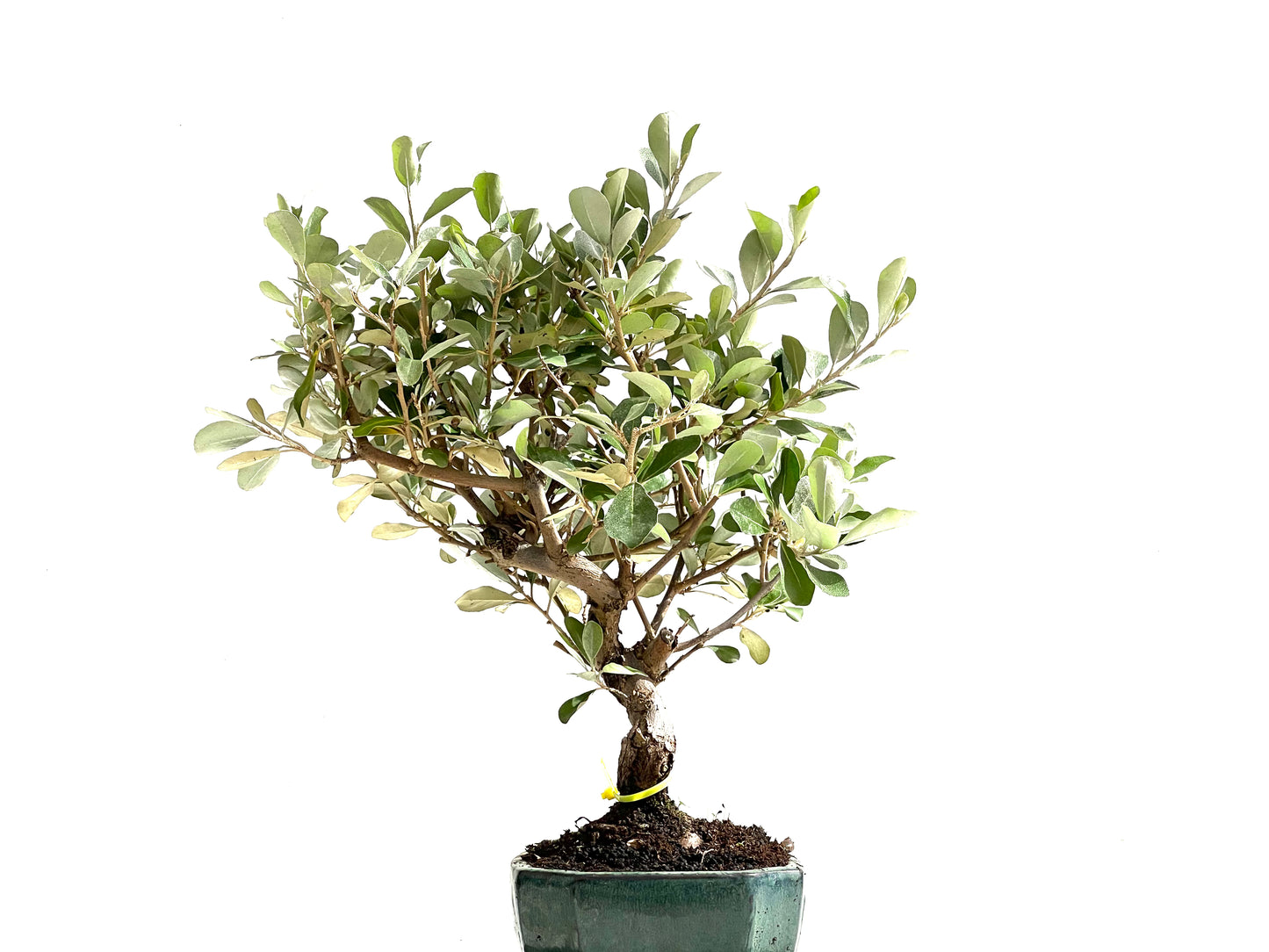 Eleagnus Pungens 2496