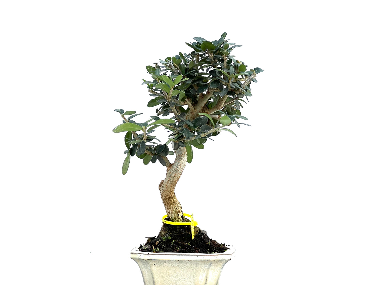 Olea Europaea Sylvestris 0100